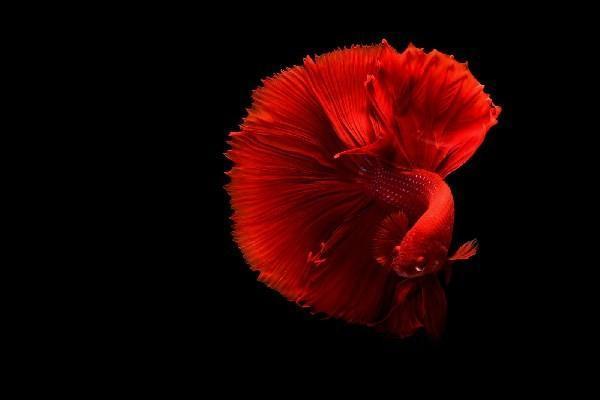 單位只交養(yǎng)老保險不交醫(yī)療保險可以嗎？怎么交？