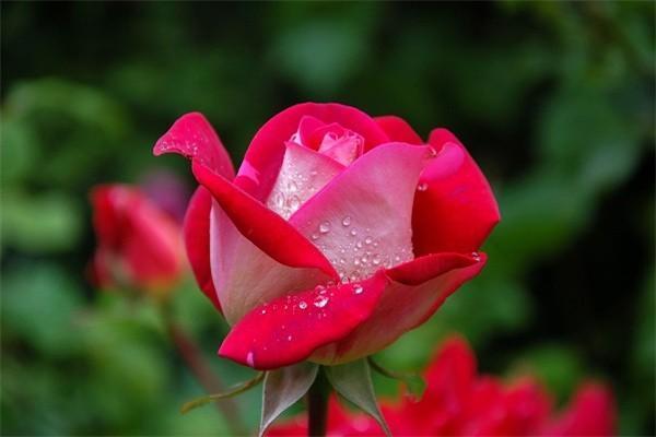 分紅險能退本金嗎？退本金流程是什么？