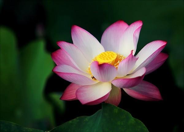 意外險(xiǎn)受益人可以是非親屬嗎？可以是哪些人？
