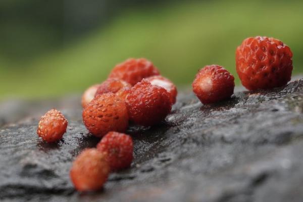 學平險的重大疾病范圍包括什么？如何報銷？