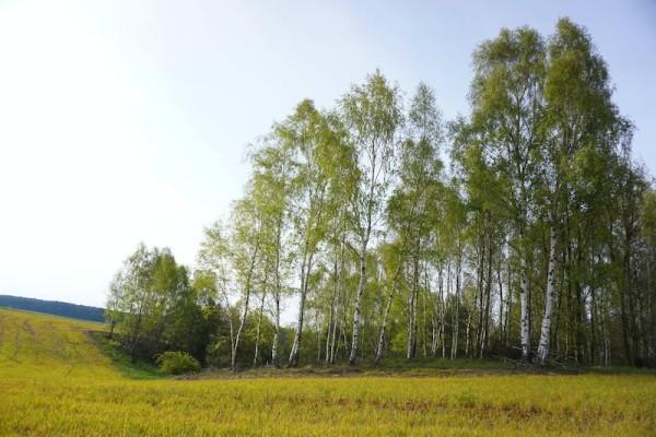 國壽附加豁免保險費定期壽險(典藏版)咋樣？值得買不？