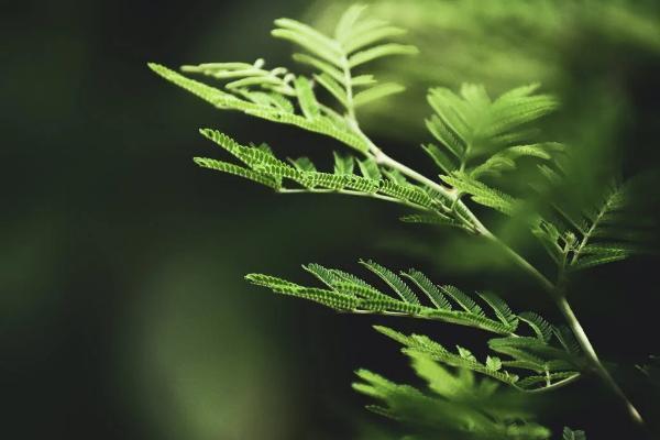 泰康在線保險退保流程是什么？退保能退多少錢？