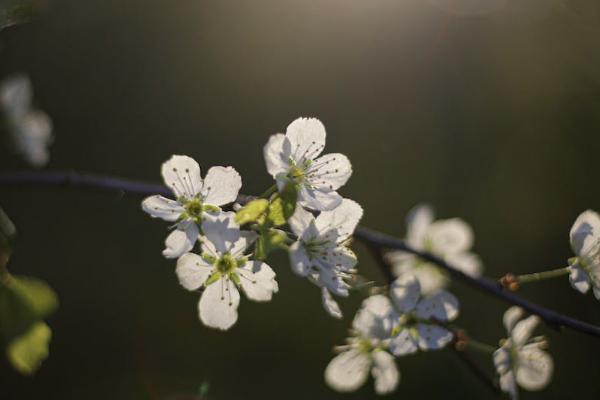 中英人壽如何退保費(fèi)？退保能退多少錢？