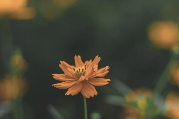 人沒了養(yǎng)老保險(xiǎn)可以退嗎？退保能退多少錢？