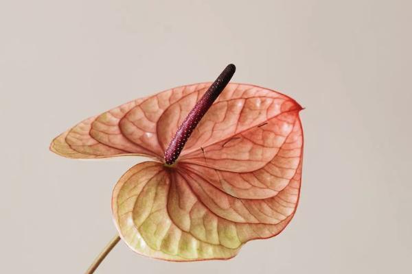 社保退保后能申請(qǐng)恢復(fù)嗎？社保怎么補(bǔ)交？