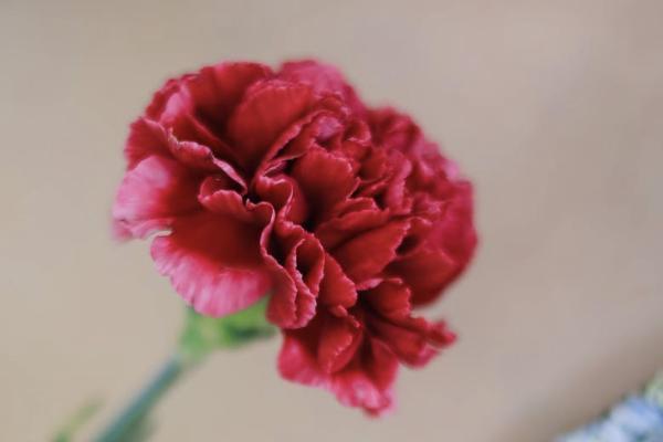 養(yǎng)老保險(xiǎn)交多了可以退嗎？怎么查詢？