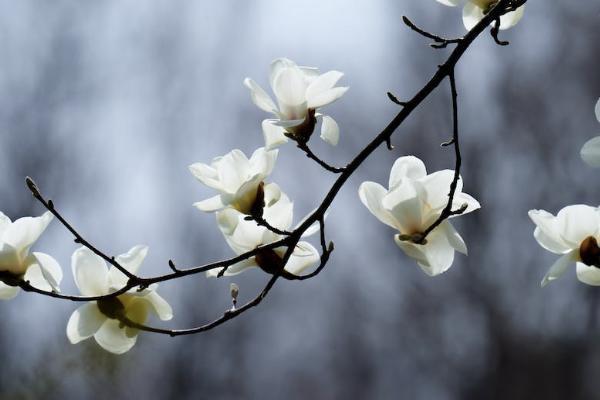 平安保險(xiǎn)終身險(xiǎn)交夠20年可以退保嗎？退保能退多少錢？