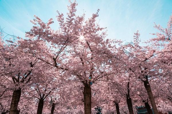 太平洋金佑人生2014版a款分紅型退保怎么退？能退多少錢？