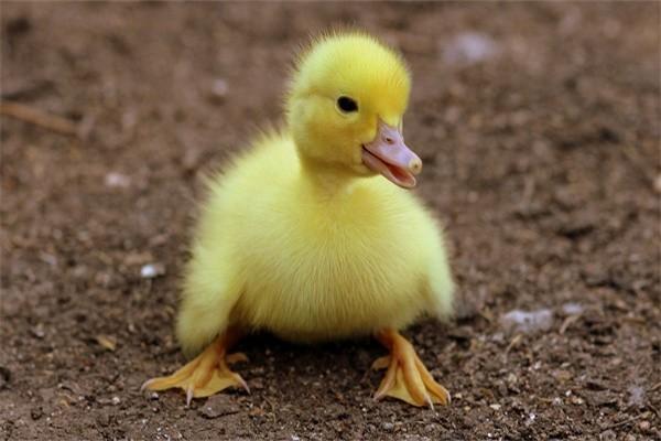 民生如意雋康終身壽險(xiǎn)介紹！怎么買？