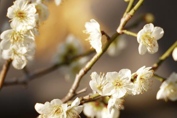 平安智勝人生萬能險(xiǎn)交十年以后咋辦？有什么保障？