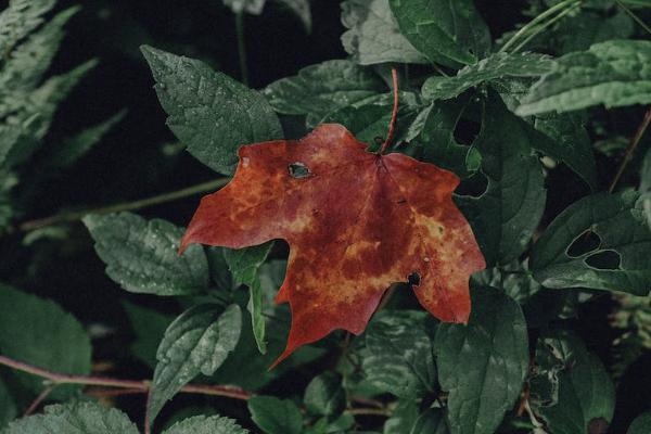 平安e生百萬醫(yī)療險的優(yōu)缺點有哪些？價格多少？