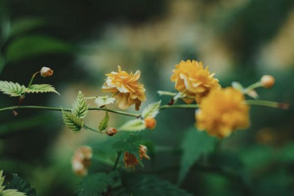 國富人壽小紅花致夏版重大疾病保險有哪些投保規(guī)則？有哪些保障責(zé)任？