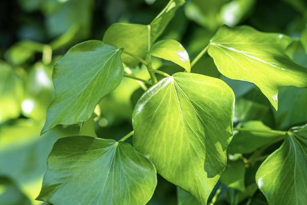 宏利環(huán)球貨幣保障計劃信得過嗎？有哪些特點？