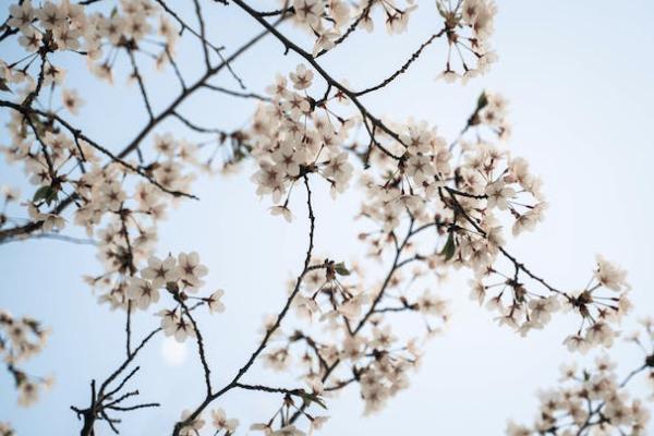 國(guó)富人壽小紅花致夏版有哪些投保規(guī)則？有哪些基礎(chǔ)保障？
