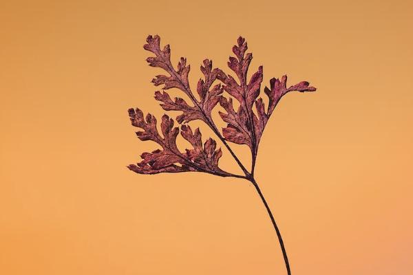 太平e養(yǎng)添年養(yǎng)老年金保險有哪些投保規(guī)則？保障什么？