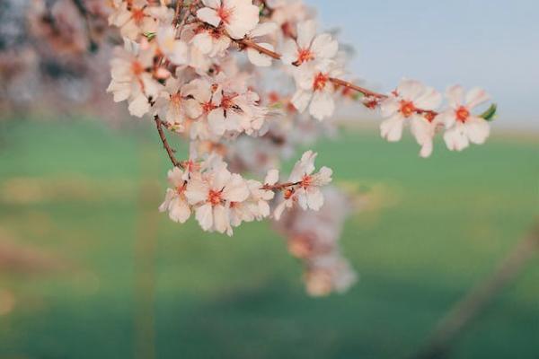 國(guó)富小紅花致夏版重疾險(xiǎn)的承保公司是哪一個(gè)？有哪些投保要求？