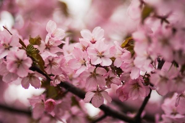 商業(yè)農(nóng)業(yè)保險(xiǎn)怎么樣？有什么作用？