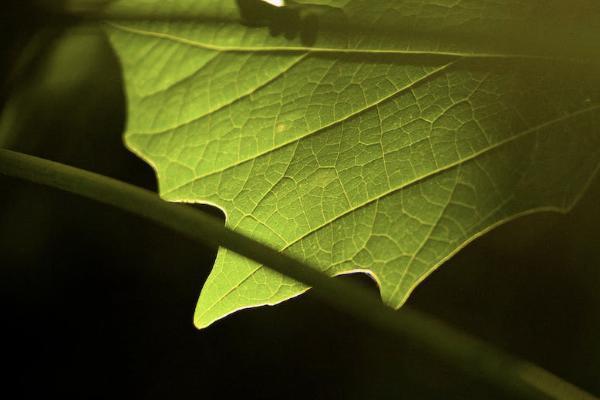 醫(yī)療保險(xiǎn)是哪一年實(shí)行的？一年多少錢？