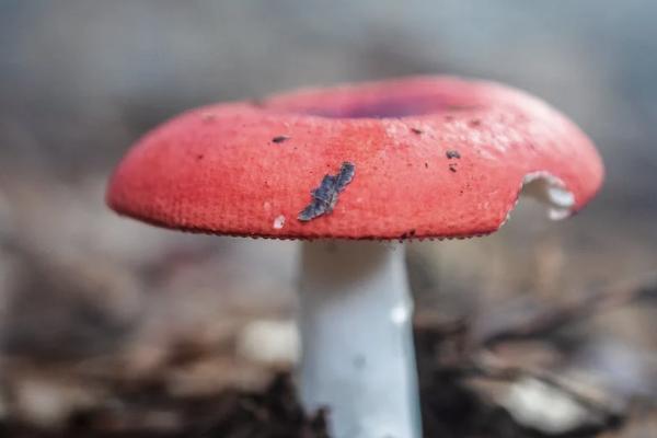 保險減額交清和退保哪個損失??？有什么區(qū)別？
