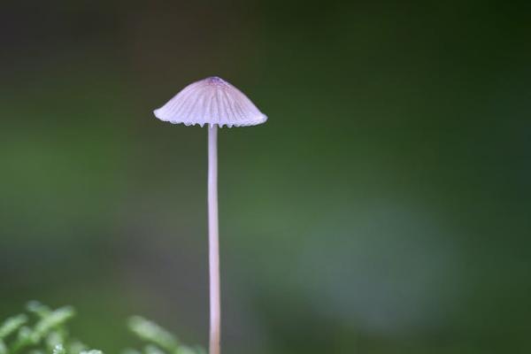 保險(xiǎn)理賠一年可以賠多少次