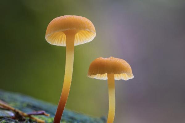 太平洋金佑人生終身壽險分紅型退保能退多少？怎么退？