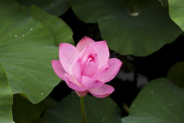 兒童重大疾病可以申請(qǐng)哪些補(bǔ)助？怎么申請(qǐng)補(bǔ)助？