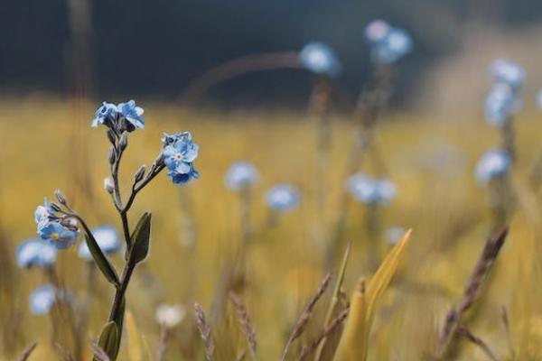 小紅花致夏版重疾險(xiǎn)怎么樣？有哪些投保規(guī)則？