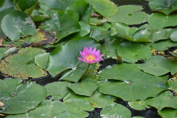 華夏常青樹重大疾病保險(xiǎn)可以退嗎？退保退多少錢？