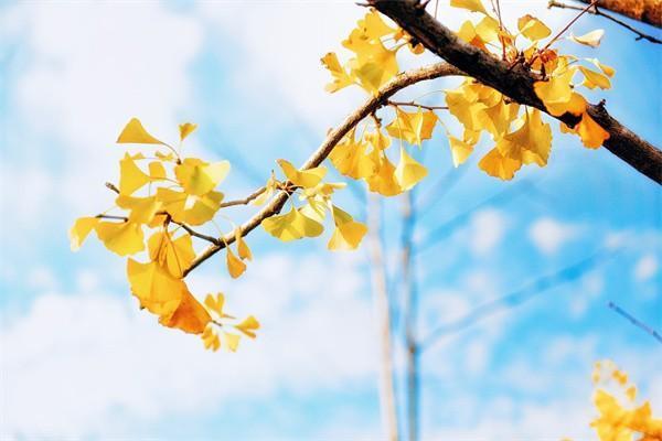 中國人壽保險可以網(wǎng)上退保嗎？退保退多少錢？