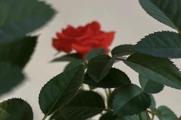 職工醫(yī)療保險(xiǎn)補(bǔ)充保險(xiǎn)