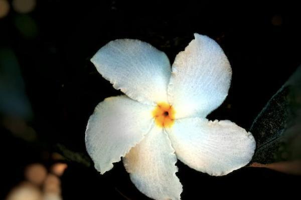 太平保險駕年華兩全保險可靠嗎？如何買？