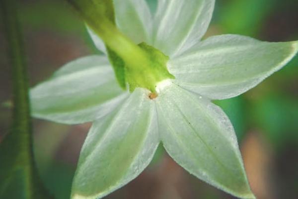 國壽樂學(xué)無憂保險是學(xué)平險嗎？好不好？