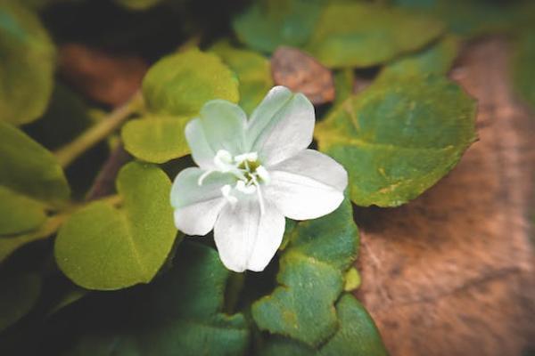 個稅商業(yè)健康險是指什么？包括哪些險種？