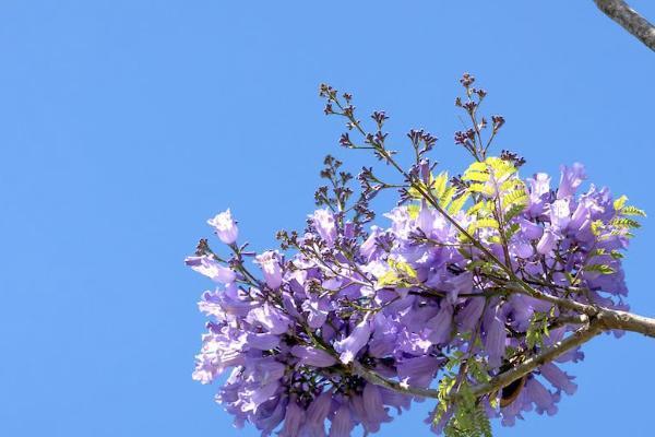 好醫(yī)保哪些疾病不能投保？投保流程是怎樣的？