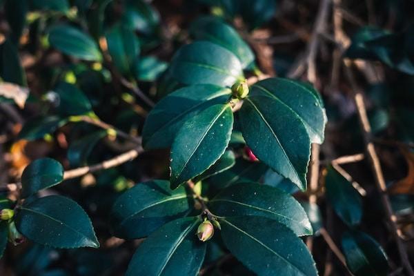 打電話退保險(xiǎn)是詐騙嗎？怎么退？