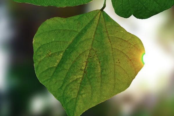 孩子的商業(yè)保險能抵扣個稅嗎？在哪里查詢保單？