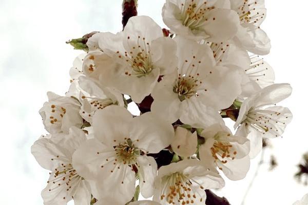 有社保和重疾險(xiǎn)還需要買百萬(wàn)醫(yī)療嗎？百萬(wàn)醫(yī)療保險(xiǎn)優(yōu)缺點(diǎn)是什么？