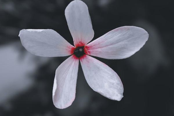 福祿康壽保險(xiǎn)怎么樣？多少錢？