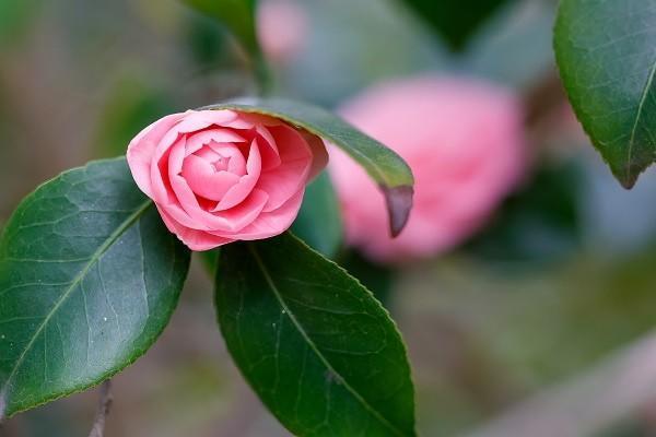 職工大病醫(yī)療保險一年交多少錢？繳納要注意什么？