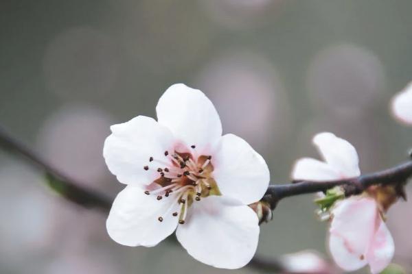 被貓咬了,醫(yī)療保險給報銷嗎
