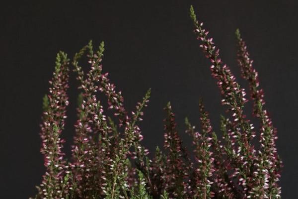 華夏常青樹重大疾病險好不好？最高賠付額是多少？