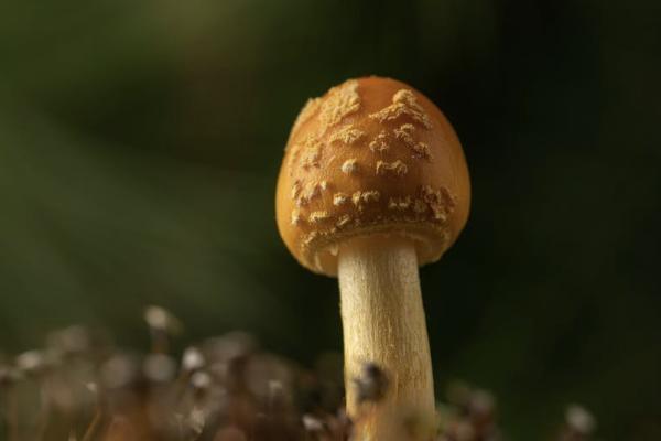友邦穩(wěn)贏未來年金保險(xiǎn)怎么樣？可靠嗎？