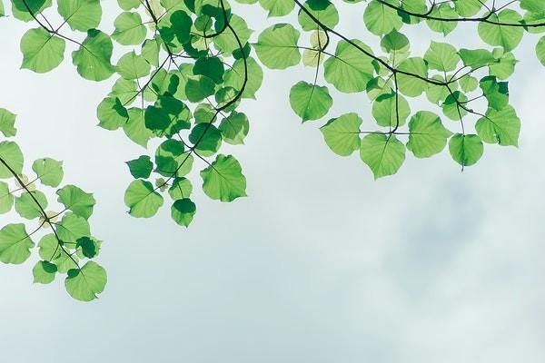 太平洋保險(xiǎn)和友邦保險(xiǎn)哪個(gè)好？怎么買？