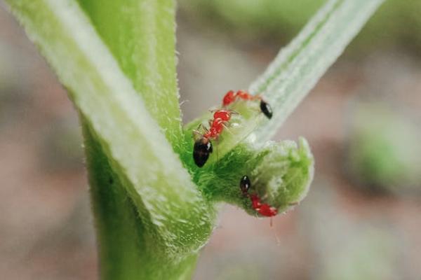 富德生命安行無憂兩全保險(2019版)怎么樣？保什么？