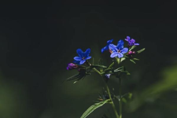 大隊(duì)交的養(yǎng)老保險(xiǎn)叫什么險(xiǎn)種？可靠嗎？