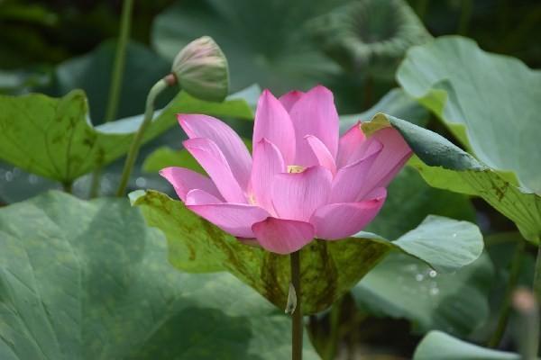 平安愛(ài)滿分可以退多少點(diǎn)？怎么退？