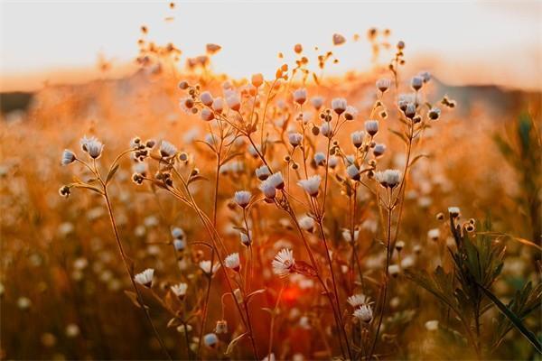 太平洋的聚寶盆退了還能退回多少錢？怎么退？