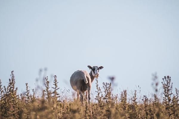 太平保險醫(yī)安心怎么樣？有必要買嗎？