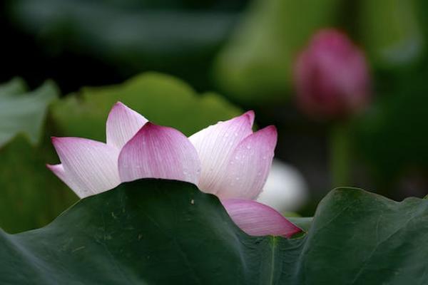 增額終身壽險(xiǎn)的優(yōu)點(diǎn)和缺點(diǎn)有哪些？值得買嗎？