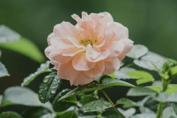 意外保險(xiǎn)家庭共享什么意思？好嗎？